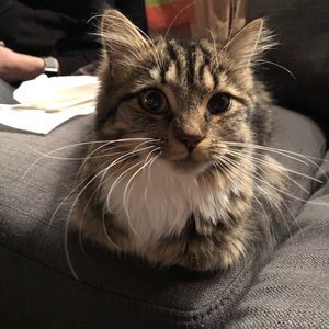 Meet your Posher, Morgan